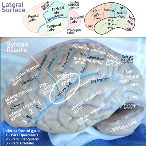 Neuroanatomy Glossary Sylvian Fissure Draw It To Know It