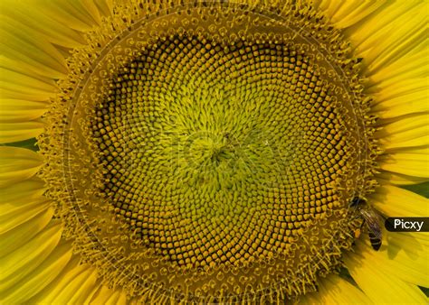 Image Of Sunflower Seeds In A Flower Closeup Forming A Background