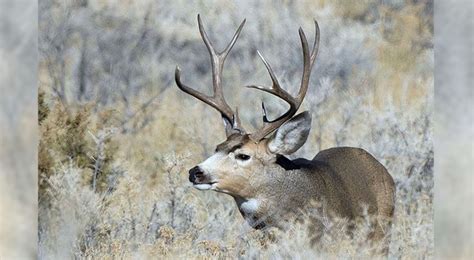 Utah Dwr Shares Tips For Fall Hunting Season Gephardt Daily
