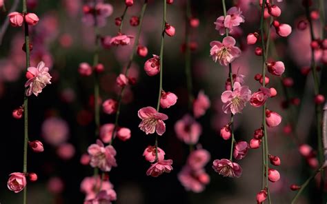 30 HD Pink Wallpapers