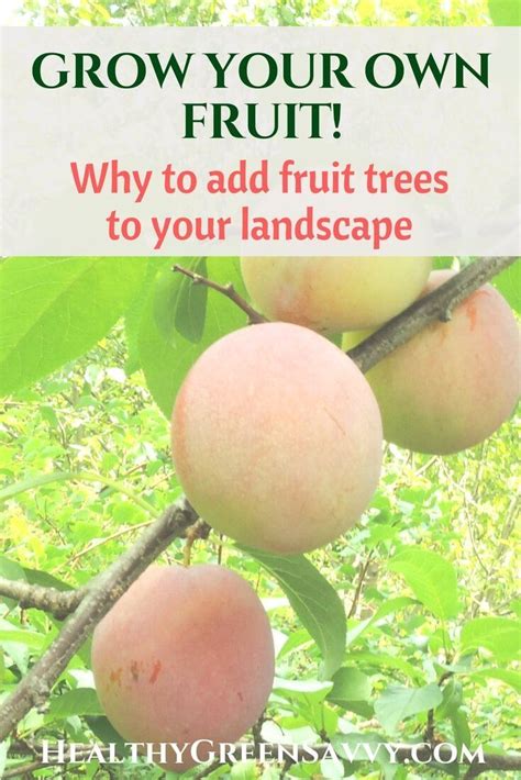 Growing Fruit Trees In The Edible Landscape