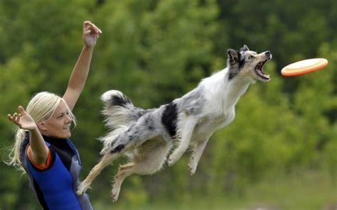 Pictures Of Dogs Playing Frisbee