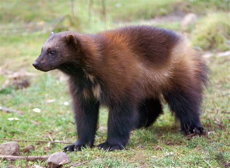 Facts About Wolverines Live Science