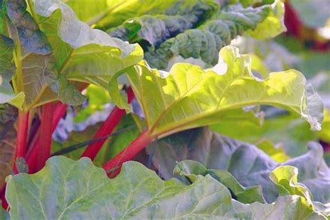 How To Grow And Care For Rhubarb Plants Gardeners Path