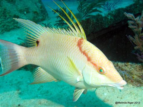 Hogfish Bahamas Reef Fish 31 Rolling Harbour Abaco Grand Bahama