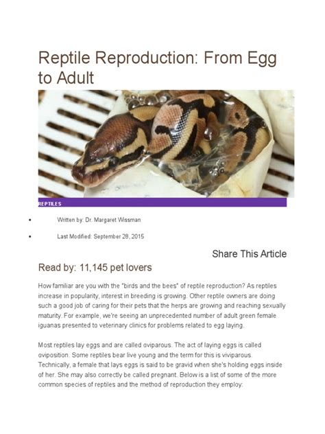 Reptile Reproduction Egg Reptile
