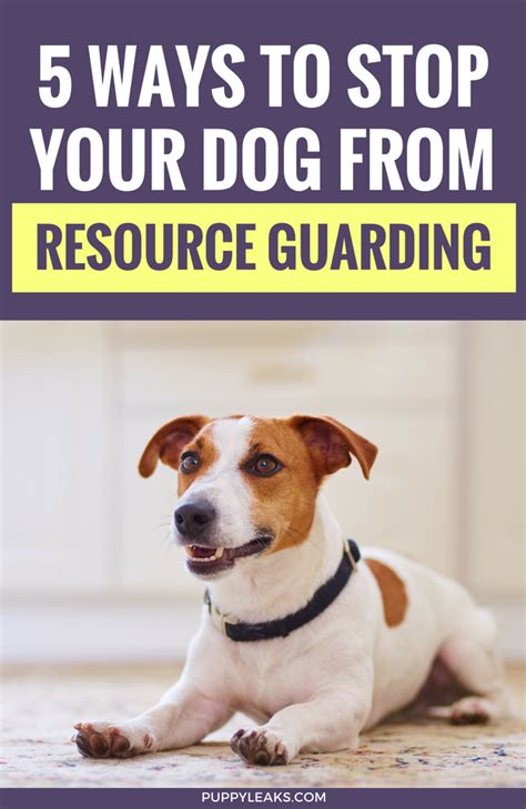 My dog is resource guarding almost everything. 5 Methods That Will Help Reduce Resource Guarding - Puppy ...