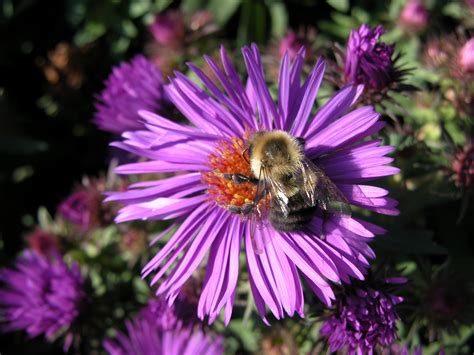 Free Images Purple Aster Flower Bumble Bee Blossom 2560x1920