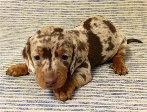 Check out our dapple dachshund selection for the very best in unique or custom, handmade pieces from our blank cards shops. awwwwww | Puppies, Dapple dachshund, Cute dogs