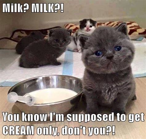 Milk Milk You Know Im Supposed To Get Cream Only Dont You