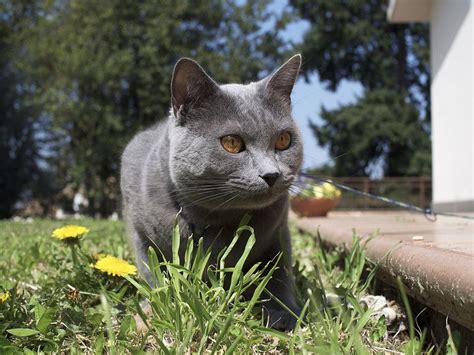 5 Things To Know About Chartreux Cats Chartreux Cat Russian Blue Cat