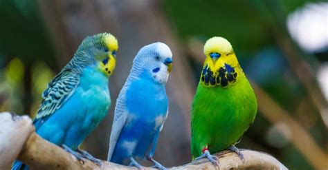 How To Tell The Difference Between English Vs American Budgies Az Animals