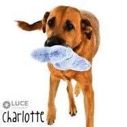 Meet adoptable cats and kittens from your community, lovingly cared for right here. Dog training: Dogs rescue in charlotte nc