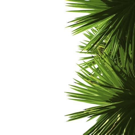 Green Palm Leaves | Coconut leaves, Leaves, Trendy plants