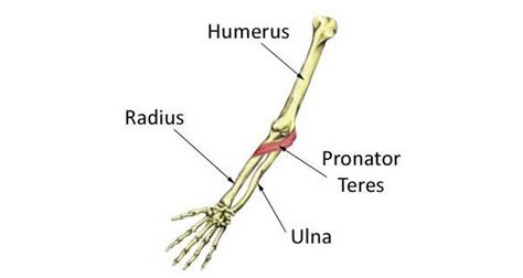 Pronator Teres Syndrome Symptoms Causes Treatment And Exercises