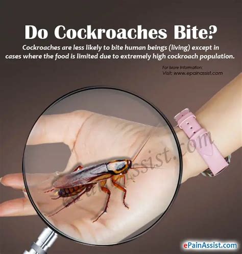 Pictures Of Roach Bites Roach Cockroach Insect