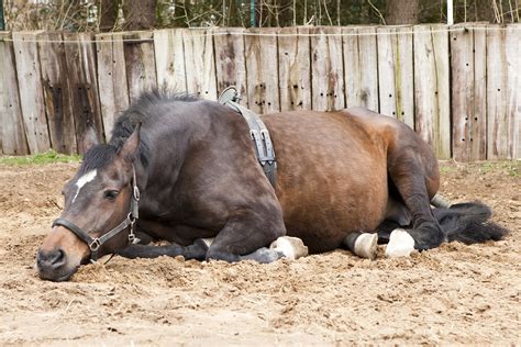Gastrointestinal Parasites In Horses Symptoms Causes Diagnosis