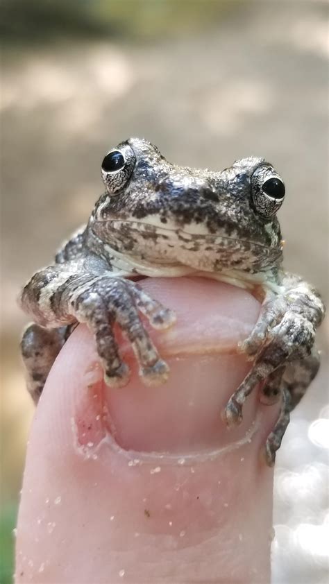 I know he isn't super tiny, but this grey tree frog is on my finger ...