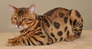 6 Razones para Elegir un Gato Bengalí como Mascota Lepardland