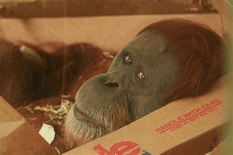 Monkey In A Box