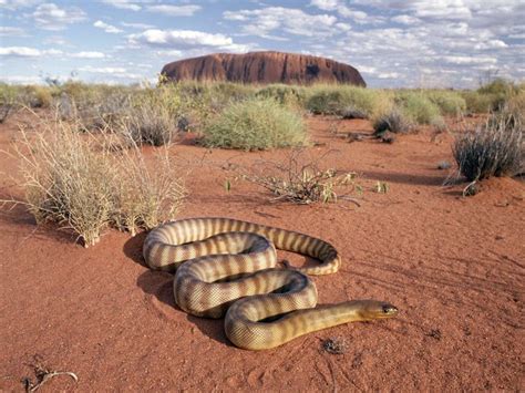 A Woma Python One Of Many Indigenous Snakes Found In The Uluru