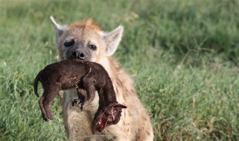 Female Hyenas Kill Off Cubs In Their Own Clans