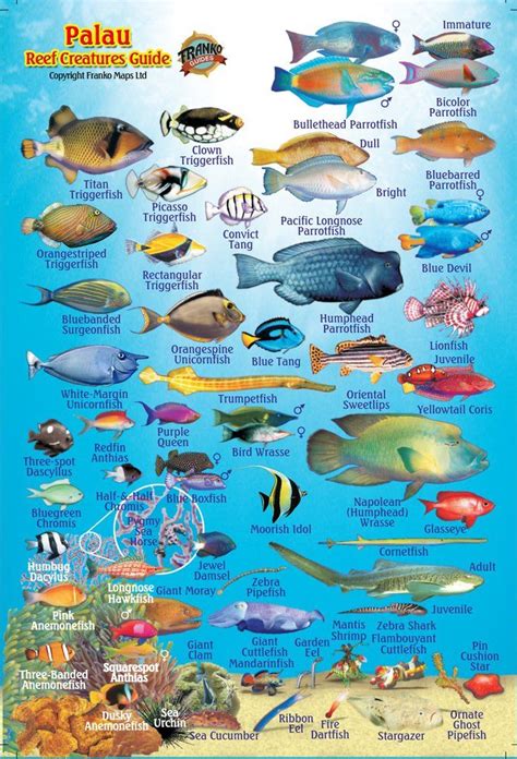 Hawaiian Islands Map And Reef Creatures Guide Hawaii Waterproof Fish Card