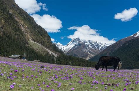 Valley Of Flowers Heaven On Earth And It Will Mesmerize Your Sense