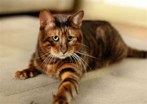 Top 10 Most Beautiful Cat Breeds In The World The
