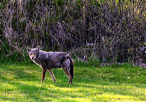 Coyotes Take Up Habitats Near Ohio State The Lantern