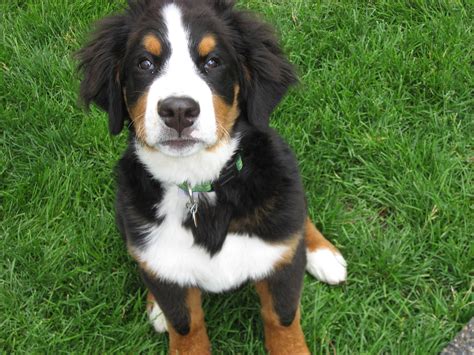 Beautiful Puppy Bernese Mountain Dog On The Grass Wallpapers And Images