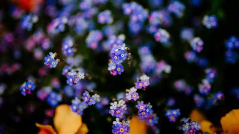 Download Wallpaper 2048x1152 Flowers Plant Blur Ultrawide Monitor Hd