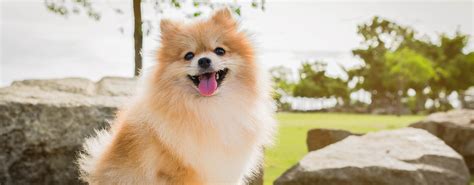 9 Small Fluffy Dog Breeds That Look Like Teddies Purina