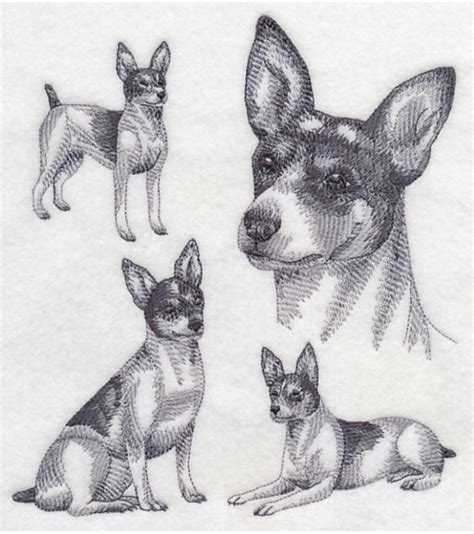 43 Rat Terrier Coloring Pages Gabriel Romero Adriano