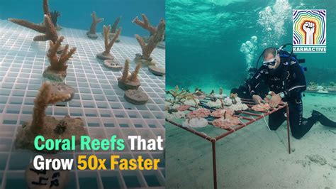 Coral Reefs That Grow 50x Faster Youtube