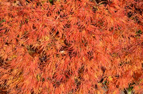Buy Acer Palmatum Dissectum Waterfall Japanese Maple — Mr Maple │ Buy Japanese Maple Trees