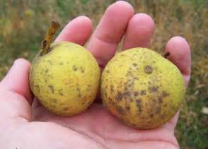 Image result for images of black walnuts