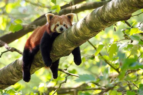 Why Red Pandas Are Endangered And What We Can Do