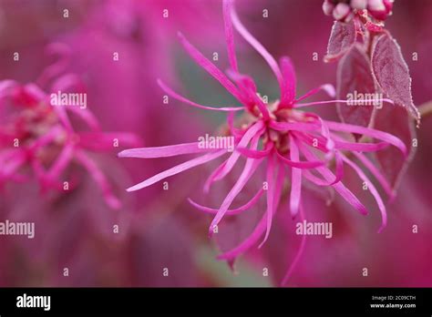 Pretty Pink Flower Petals Stock Photo Alamy