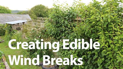 Growing Edible Wind Barriers To Protect Your Vegetable Garden Wind