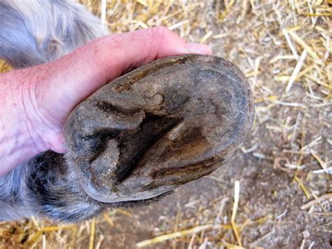 The Dancing Donkey Donkey Feet Emma