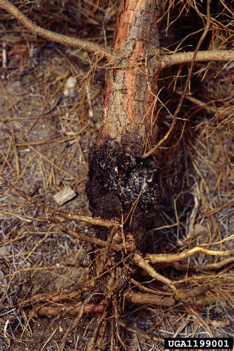 pine root collar weevil (Hylobius radicis ) on Scots pine (Pinus ...