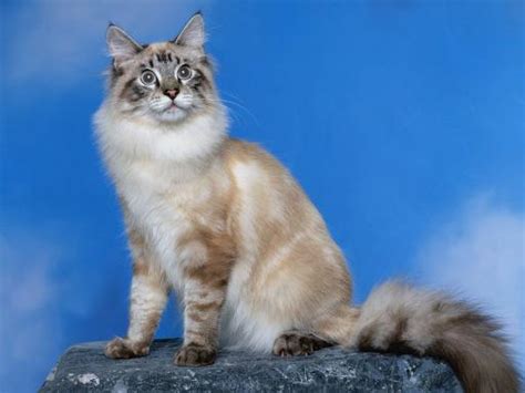 Lynx Point Cats Wiki Fandom Powered By Wikia