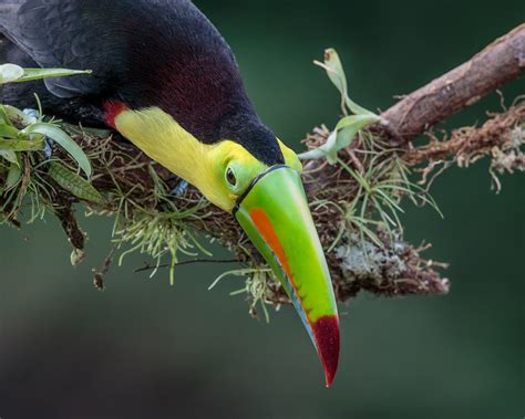 Keel Billed Toucan Taken In Costa Rica Andy Morffew Flickr