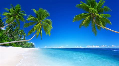 Beautiful Beach Tropical Paradise Palm Trees Blue Sea X