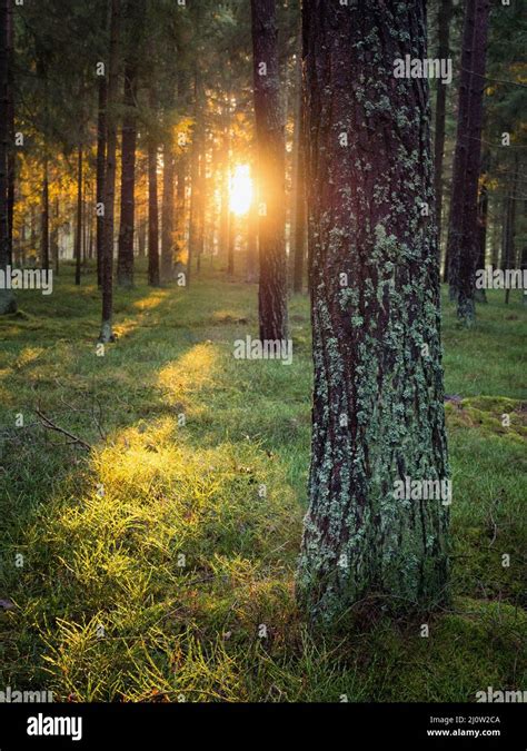 Silent Forest In Spring With Beautiful Bright Sun Rays Stock Photo Alamy