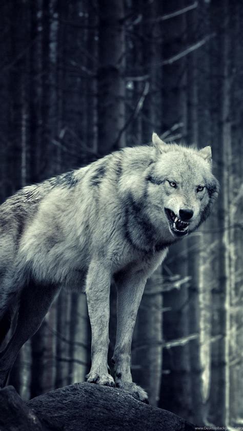 Hd Wolf Wallpapers Top Free Hd Wolf Backgrounds Wallpaperaccess