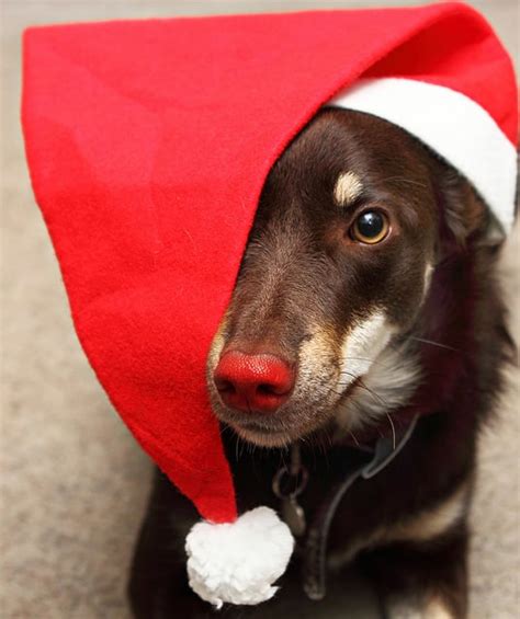 Cute Dogs In Santa Hats Pictures Popsugar Pets Photo 2