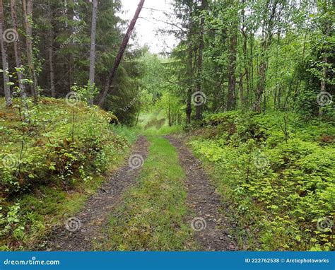 Forest Dirt Road In Northern Summer Wilderness Stock Photo Image Of