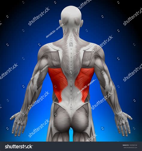Latissimus Dorsi Anatomy Muscles Stock Photo Shutterstock The Best Porn Website